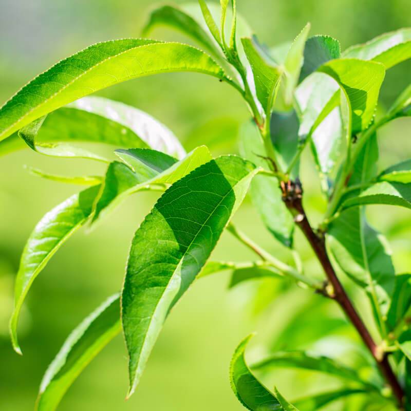 Harvia Sauna Aroma Eucalyptus 400 Ml Harvia Eucalyptus.jpg