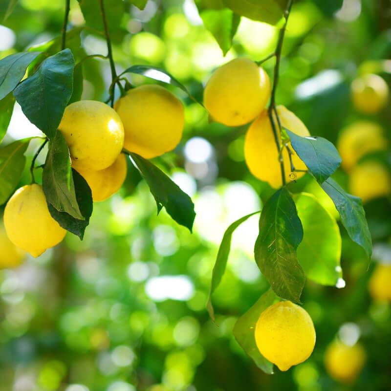 Harvia Sauna Aroma Citrus 400 Ml Harvia Lemon.jpg