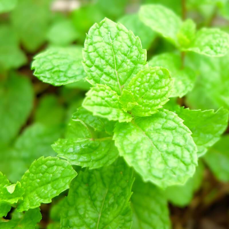 Harvia Sauna Aroma Peppermint 400 Ml Harvia mint.jpg